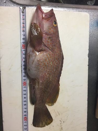 釣果