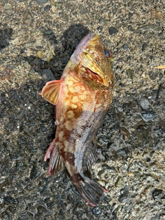 オオモンハタの釣果