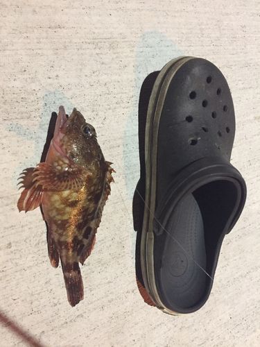 釣果