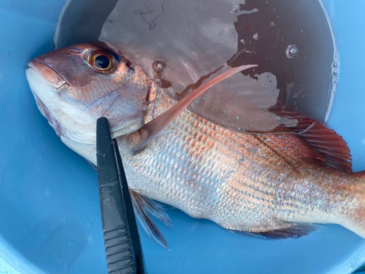ほかちんさんの釣果 2枚目の画像