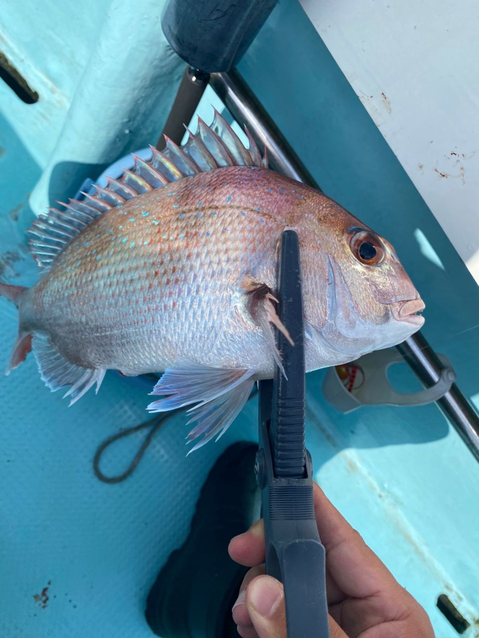 ほかちんさんの釣果 3枚目の画像