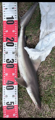 サメの釣果