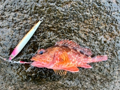 カサゴの釣果