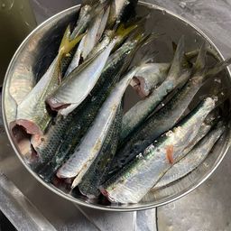 イワシ