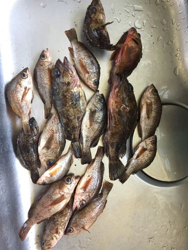 釣果