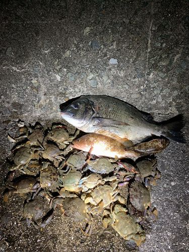 釣果