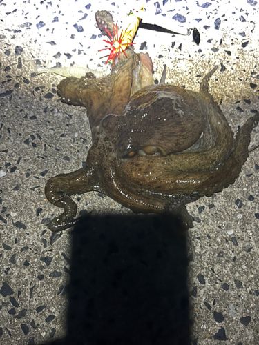 タコの釣果