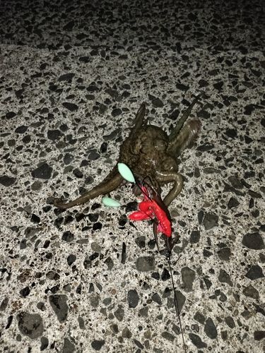 タコの釣果
