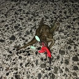 タコ