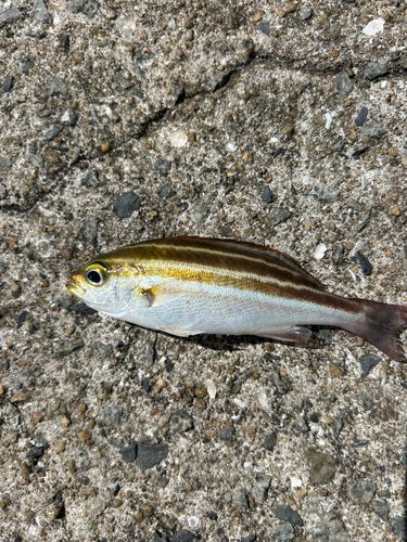 イサキの釣果