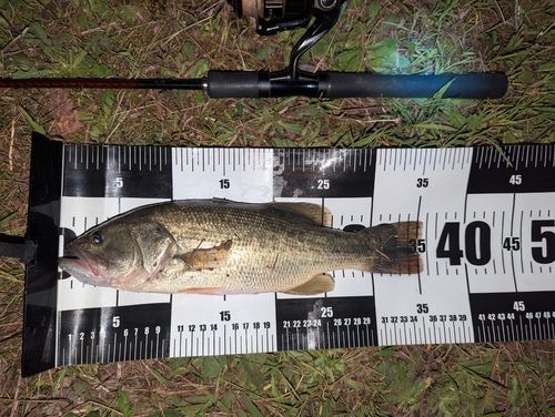 ラージマウスバスの釣果