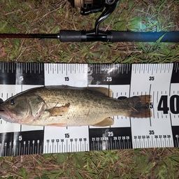 ラージマウスバス