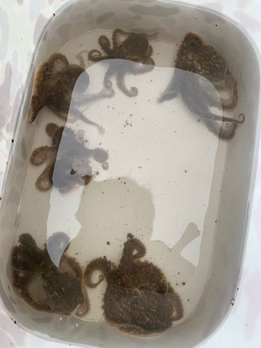 瀬戸内海
