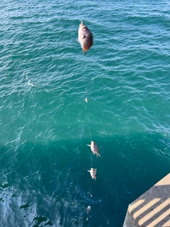 スズメダイの釣果