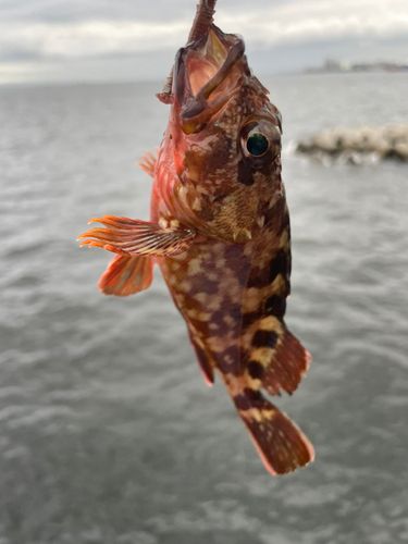 磯子海づり施設