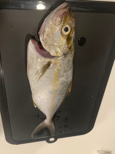 江ノ島裏磯