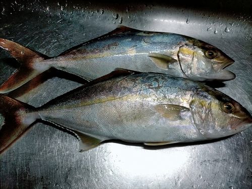 カンパチの釣果