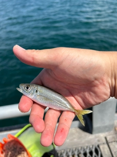 マアジの釣果
