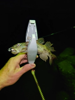 ハゼの釣果