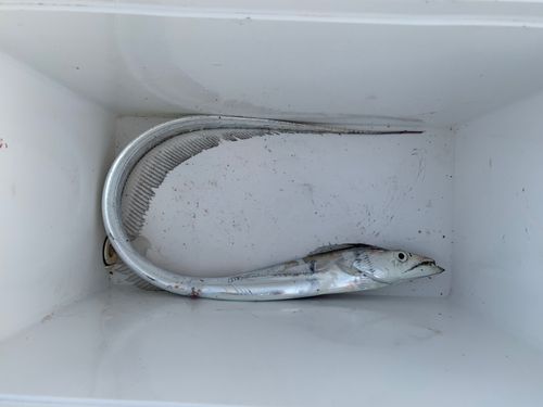 タチウオの釣果