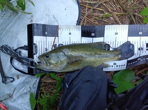 ブラックバスの釣果