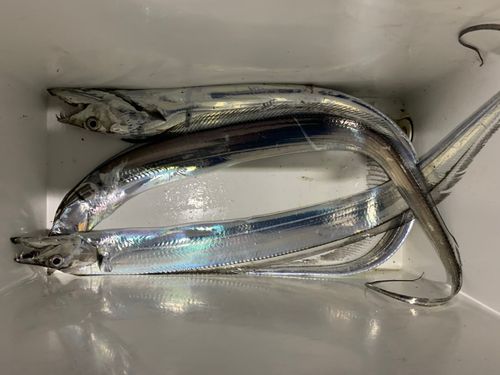 タチウオの釣果
