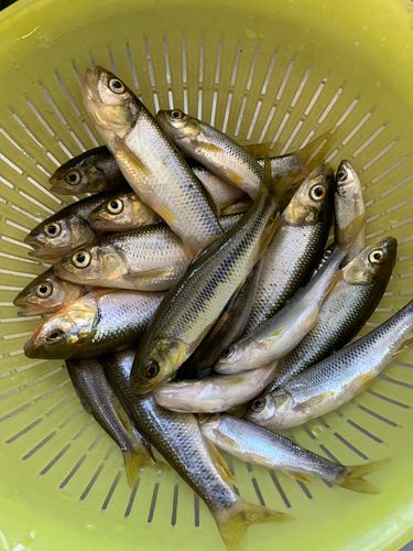 釣果