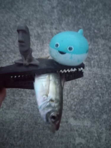 マアジの釣果