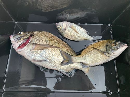 釣果