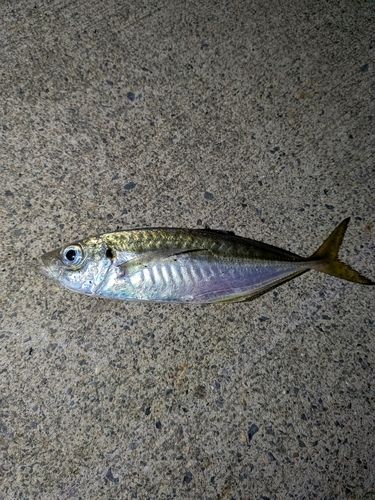 久慈漁港
