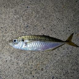 アジ
