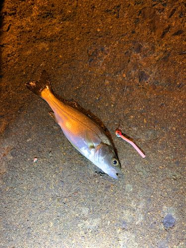 釣果