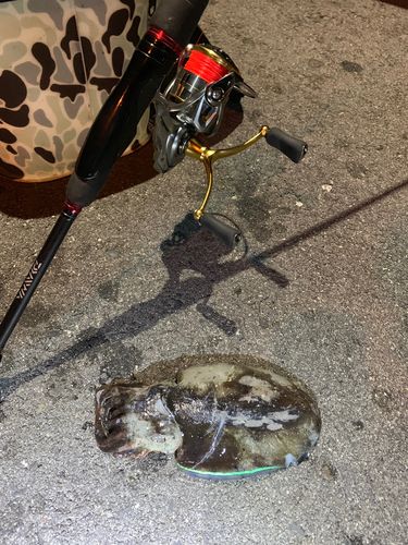 釣果