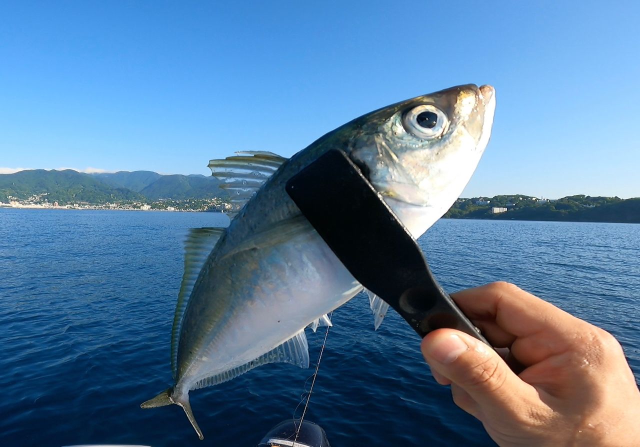 アジ