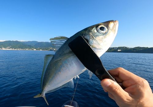 真鶴半島