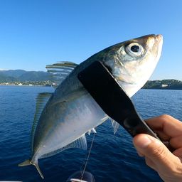 アジ