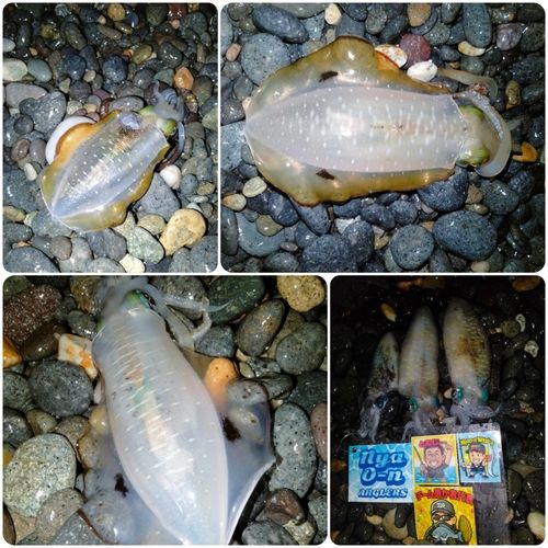 アオリイカの釣果