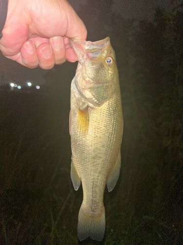 ライギョの釣果