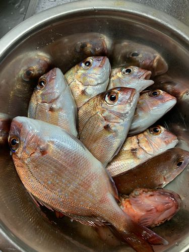 釣果