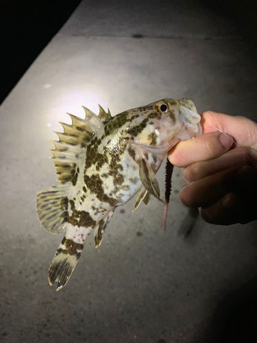 釣果