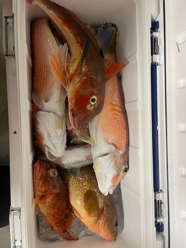 アマダイの釣果