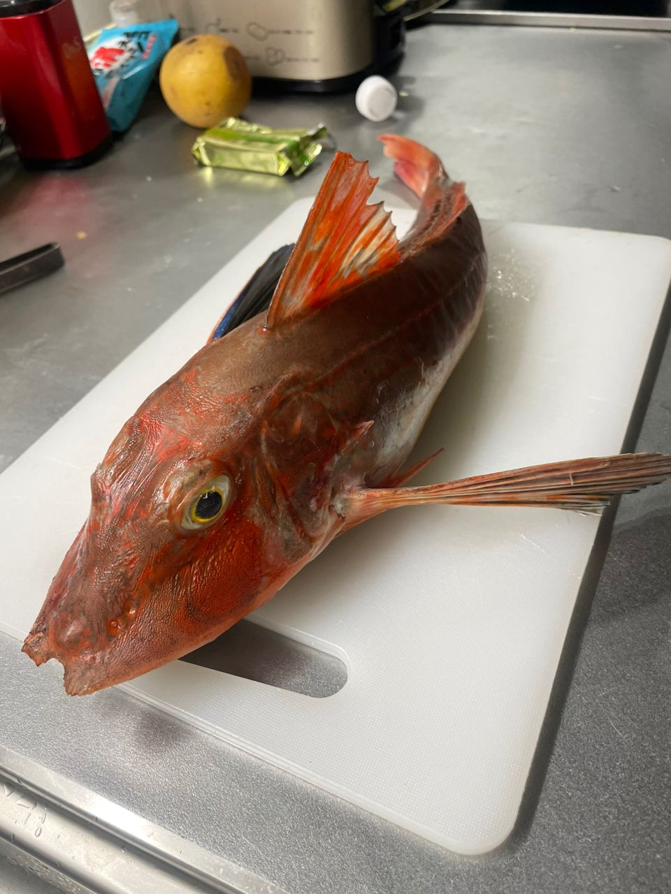 ちち711さんの釣果 3枚目の画像