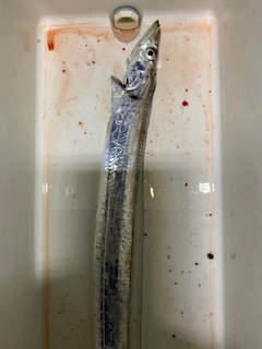 タチウオの釣果