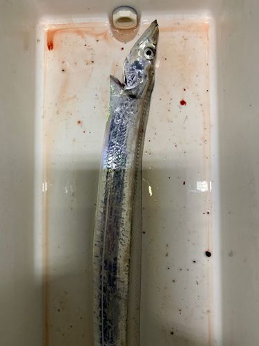 タチウオの釣果