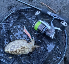 コウイカの釣果