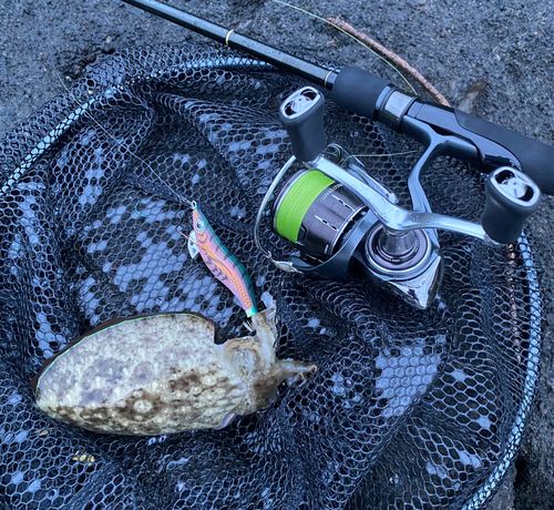 コウイカの釣果