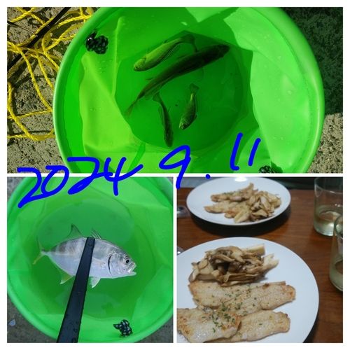 イシモチの釣果