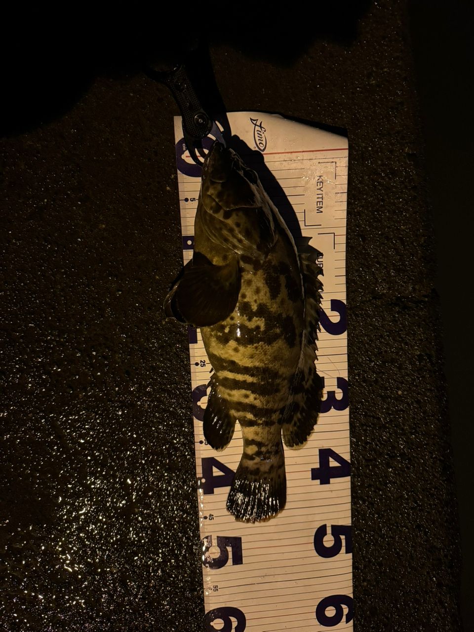 チャイロマルハタ