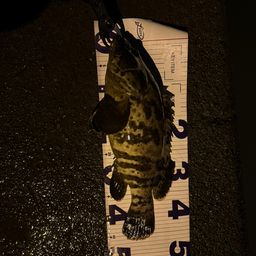 チャイロマルハタ