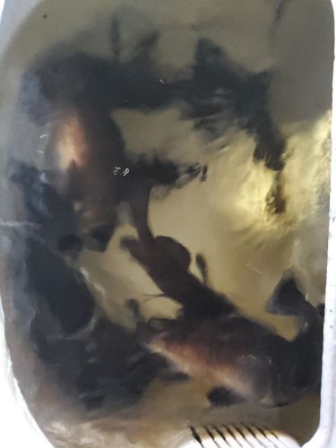 シロメバルの釣果